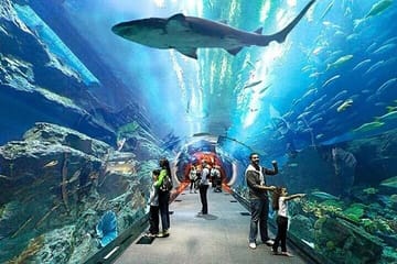 Dubai Aquarium and Underwater Zoo plus Penguin Cove Tickets