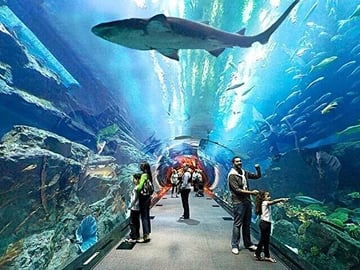 Dubai Aquarium and Underwater Zoo plus Penguin Cove Tickets