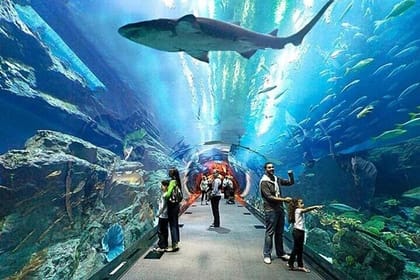 Dubai Aquarium and Underwater Zoo plus Penguin Cove Tickets