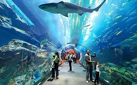 Dubai Aquarium and Underwater Zoo plus Penguin Cove Tickets