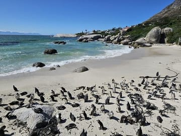 Table Mountain, Boulders Beach Penguins & Cape Point