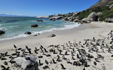 Table Mountain, Boulders Beach Penguins & Cape Point