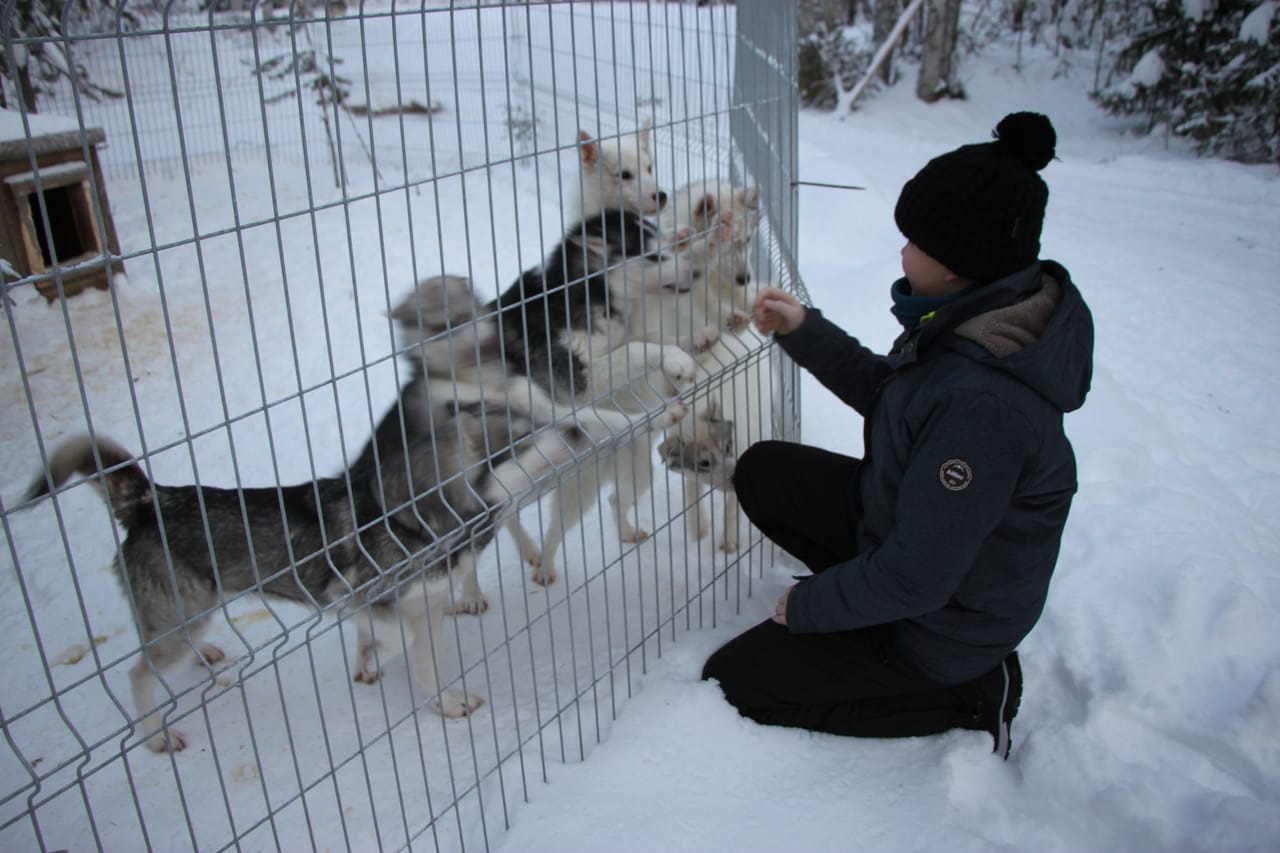 Day With the Huskies - Train and walk with our dogs 4