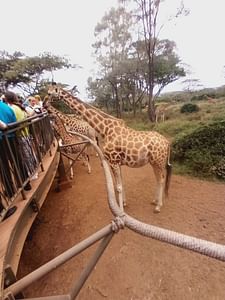 Giraffe Centre from Nairobi 