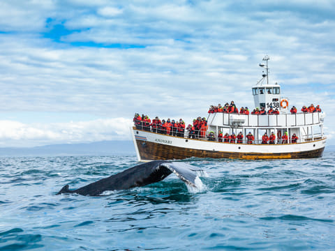 Silent Whale Watching (Carbon-Neutral)