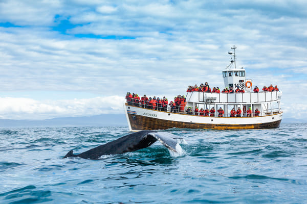 Silent Whale Watching (Carbon-Neutral)