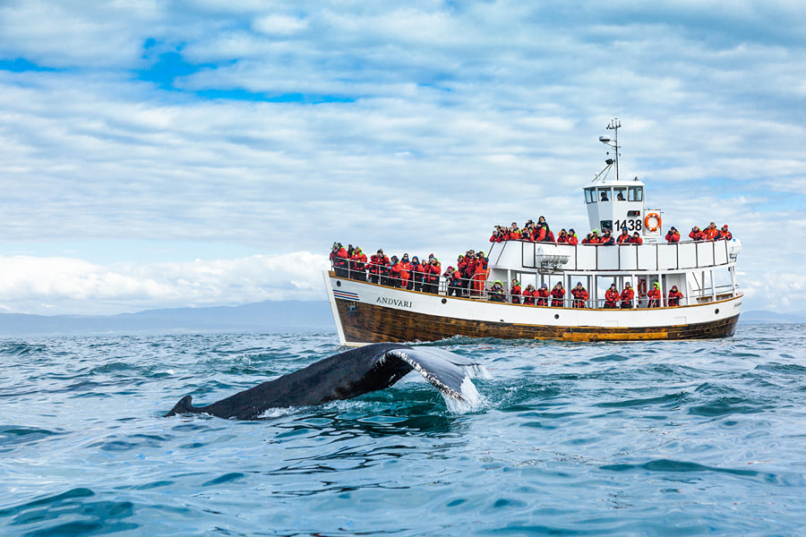 Silent Whale Watching (Carbon-Neutral)
