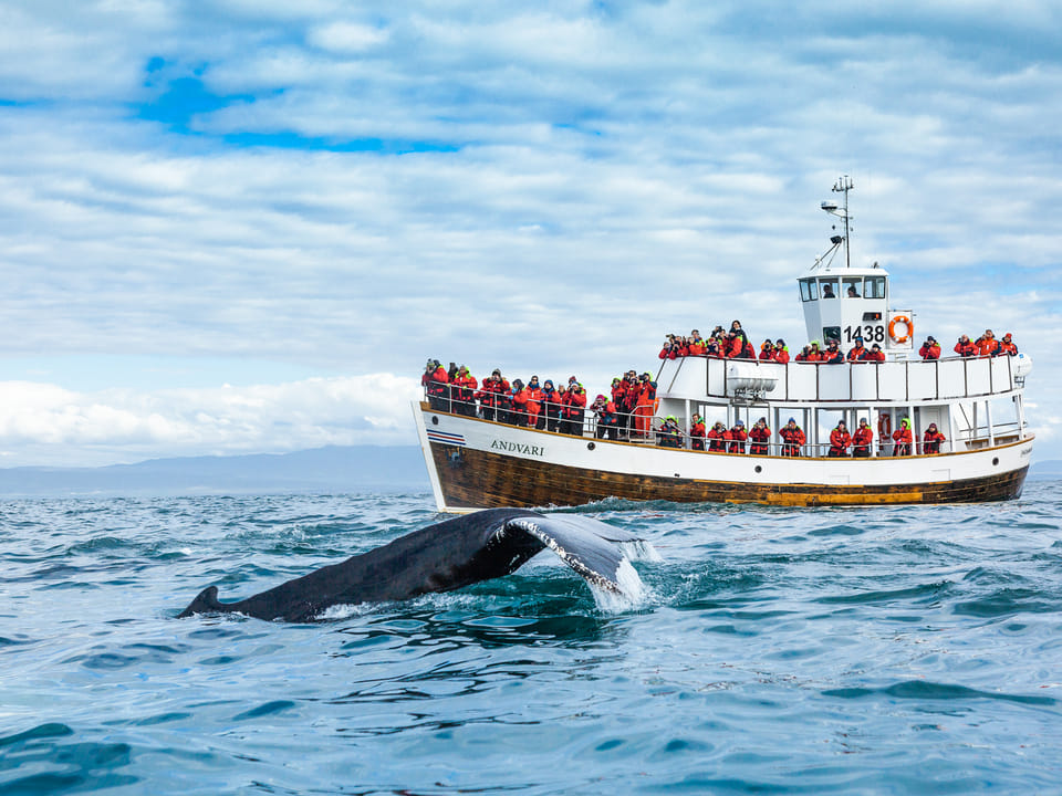 Silent Whale Watching (Carbon-Neutral) — North Sailing
