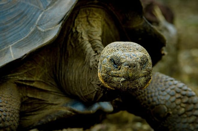 Galapagos Fauna