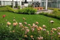 Private Virtual Tour of the Bulgarian Roses and Rose Oil 1