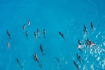Full-Day Dolphin Swim and Snorkeling Tour in Hurghada