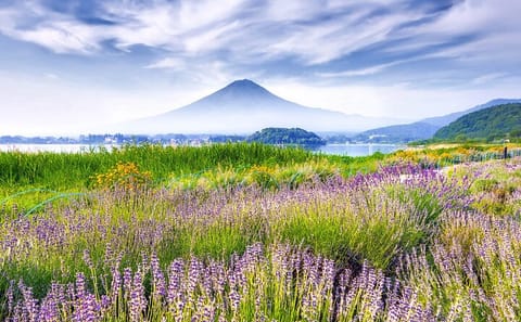 10 Day Japan Private Tour Unveiling Maximum Attractions
