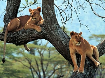 From Arusha: Day Trip to Lake Manyara National Park