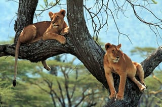 From Arusha: Day Trip to Lake Manyara National Park