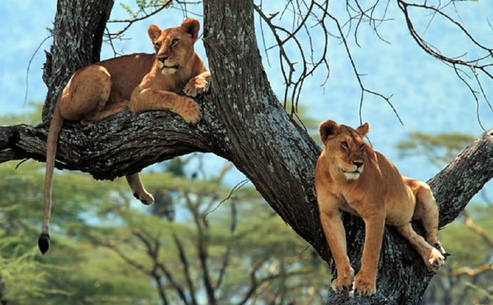 From Arusha: Day Trip to Lake Manyara National Park