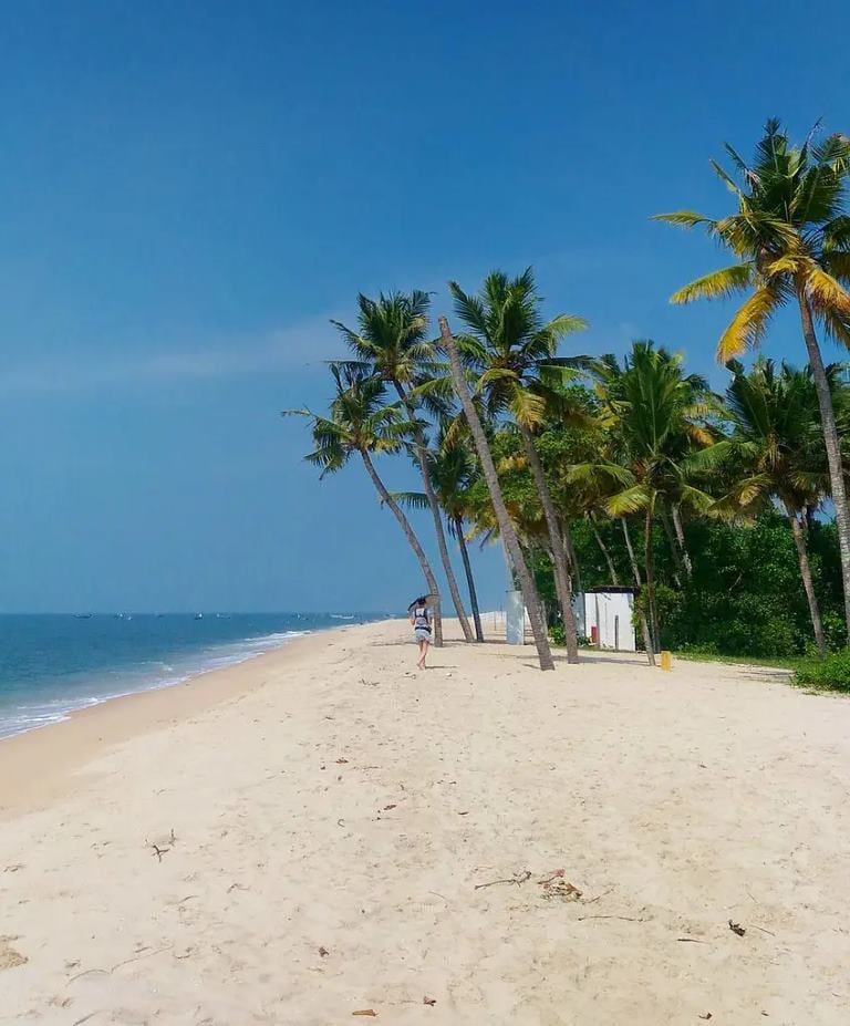 Palm trees beside the sandy Marari coastline in Kerala
