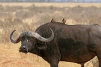 From the thrill of the chase to the tranquility of rest: capturing the essence of safari life in every moment!