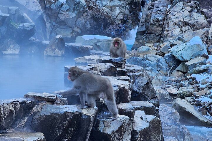 Snow monkeys from Tokyo: Private trip with professional photographerand local guide