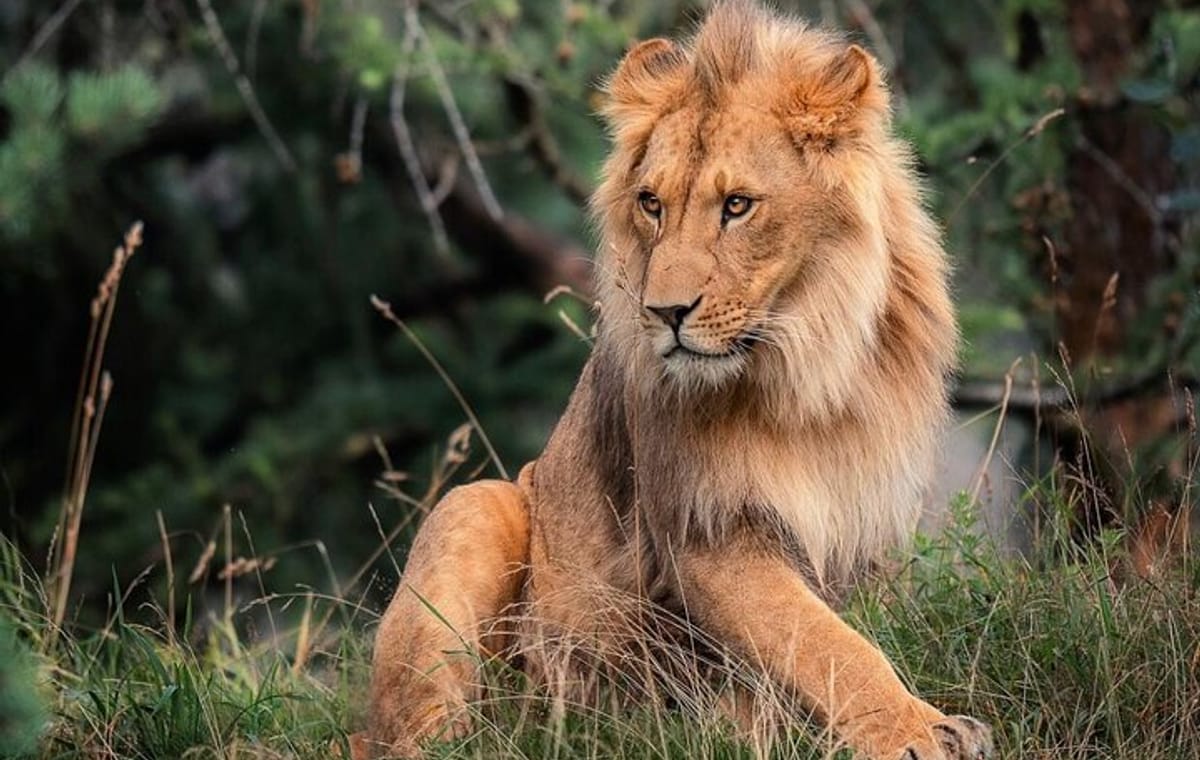 3 Days Maasai Mara Private Safari