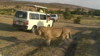 3-Day Maasai Mara Camping Safari 5