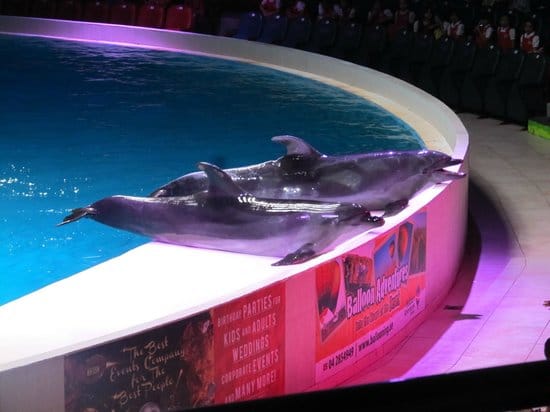 Dubai : The Dubai Dolphinarium Experience Splash into Fun!