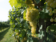 Prosecco Tasting in Countryside Winery 10