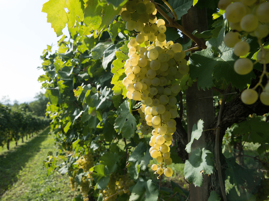 Prosecco Tasting in Countryside Winery 10