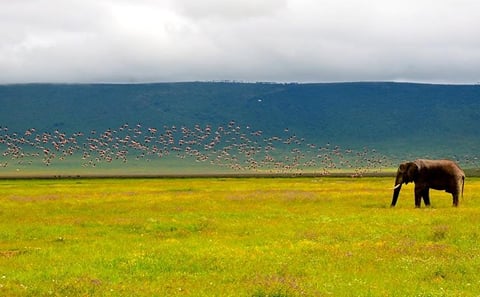 Tanzania 4 Days 3 Nights Budget camping safari to Serengeti and Ngorongoro