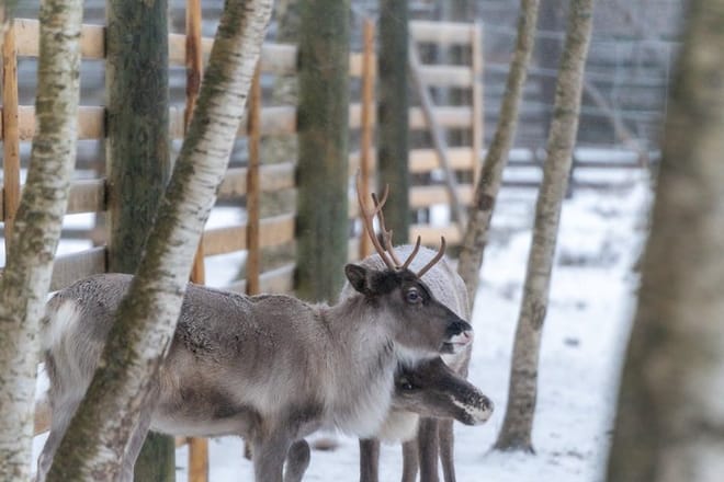 Rovaniemi: Insider Reindeer Farm Visit and Long Sleigh Ride