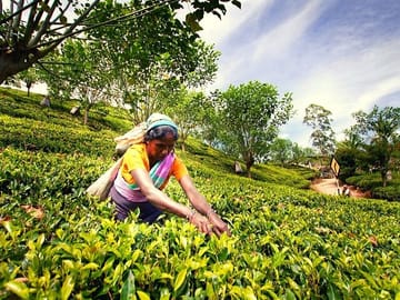 Tea-factory-n-pluckin-from-n/eliya-2