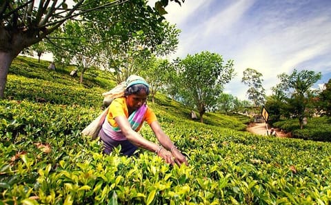 Tea Plucking Experience and Factory Tour in Nuwara Eliya