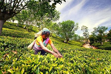 Authentic Tea Plucking Experience and Tea Factory Tour in Nuwara Eliya