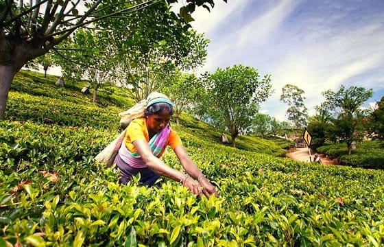 Tea Plucking and Tea Factory Visit from Nuwara Eliya