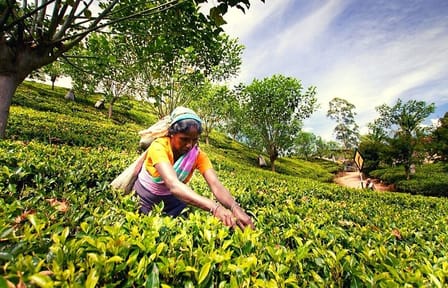 Tea Plucking Experience and Factory Tour in Nuwara Eliya