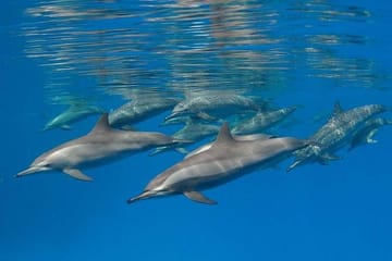 Swim with Dolphins and Enjoy Banana Boat Ride in Hurghada