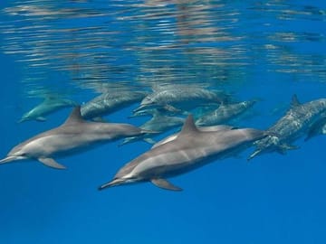 Swim with Dolphins and Enjoy Banana Boat Ride in Hurghada