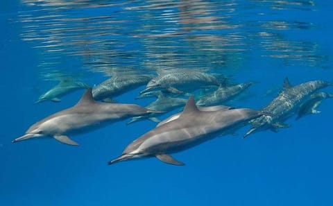 Swim with Dolphins and Enjoy Banana Boat Ride in Hurghada