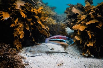 Snorkeling Adventure in Sydney's Bronte to Coogee Marine Reserve