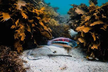 Snorkeling To Discover Sydney’s Underwater Wonders