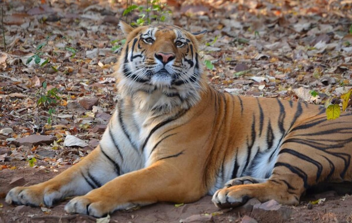 Estate of the Tiger & Temples