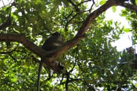 CAN GIO MANGROVE ECO AND WILDLIFE DISCOVERY TOUR 6