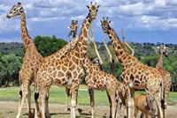 Africam Safari Tour from Puebla 4