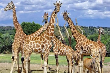 Africam Safari Tour from Puebla