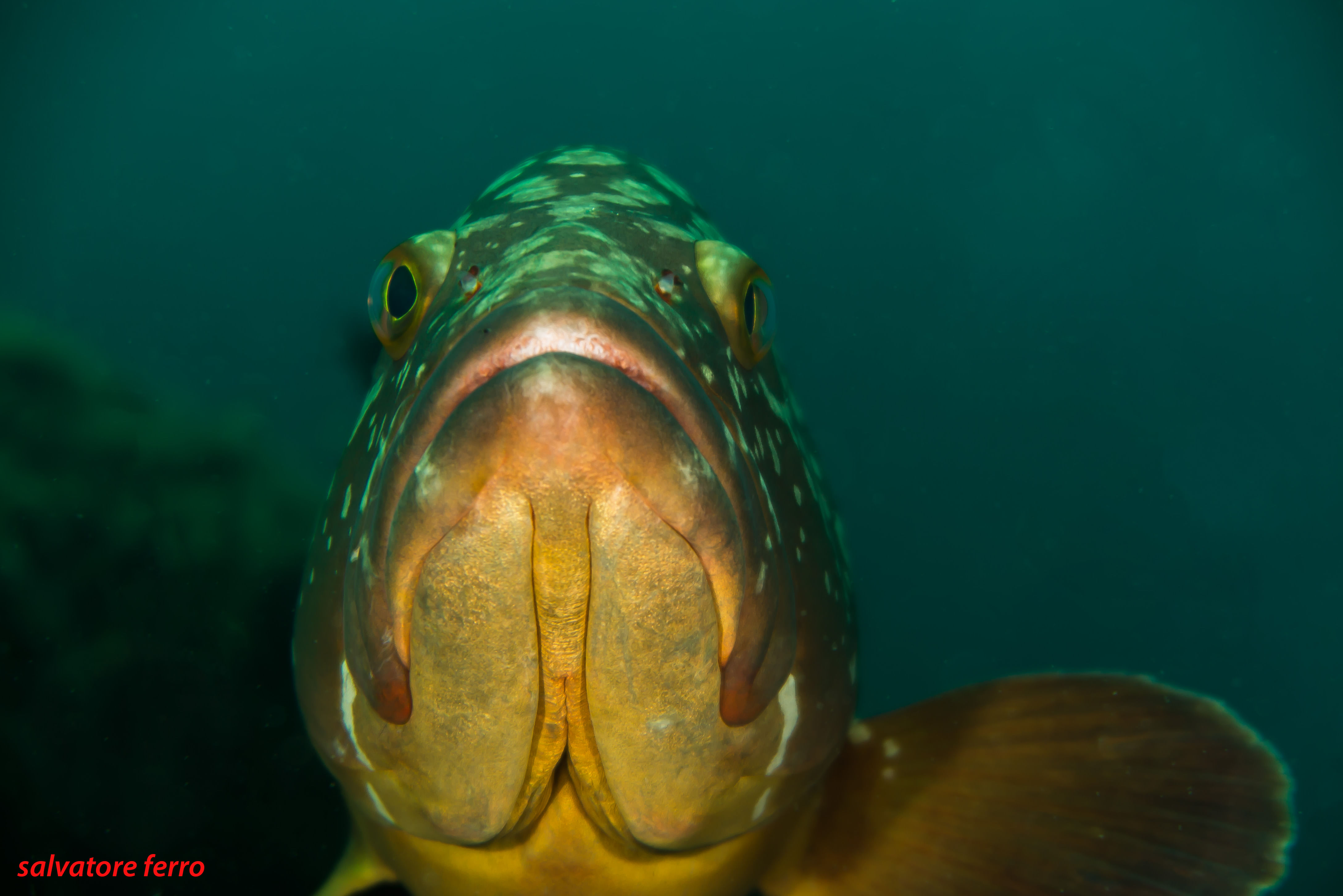 Front photo of a green grouper.