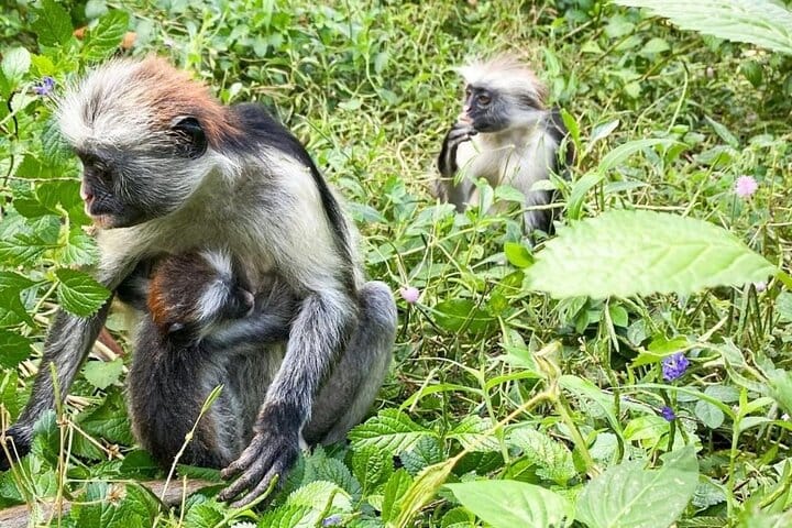 Jozani Forest Tour and Lunch at Rock Restaurant in Zanzibar
