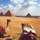 camel front of giza pyramids