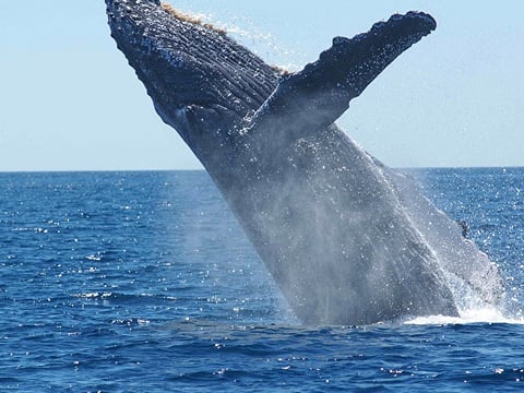 A massive whale leaping out of the ocean