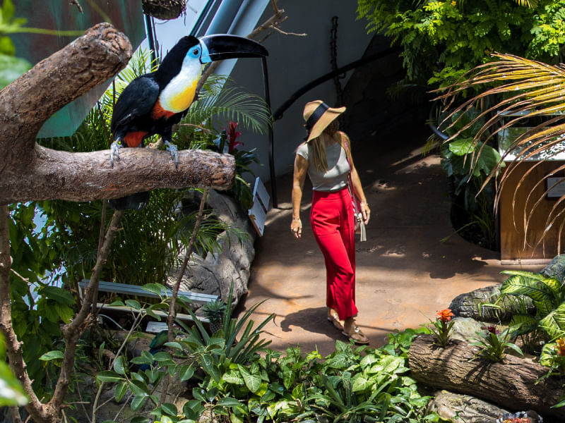 Ain Dubai and The Green Planet Tickets