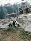 Private Day Tour to Panda Base and Sanxingdui Museum from Chengdu 3