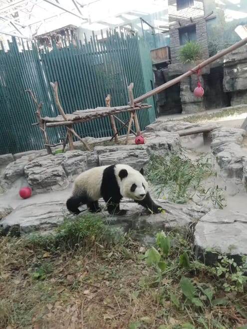Private Day Tour to Panda Base and Sanxingdui Museum from Chengdu 3